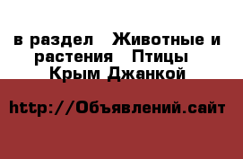  в раздел : Животные и растения » Птицы . Крым,Джанкой